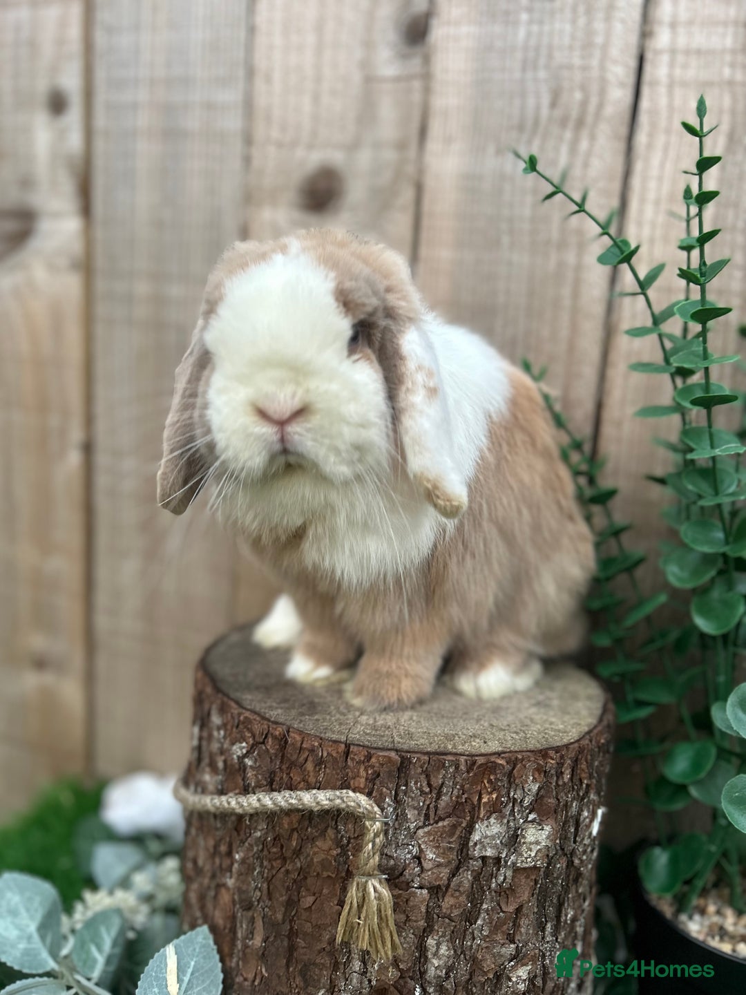Mini Lop rabbits for sale: ⭐ VACCINATED ADULT PUREBRED MINI LOP RABBITS ⭐  - Advert 9