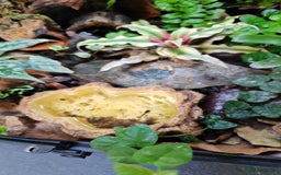 Frog reptiles for sale: Dendrobate auratus green Costa Rican tadpole - Image 1