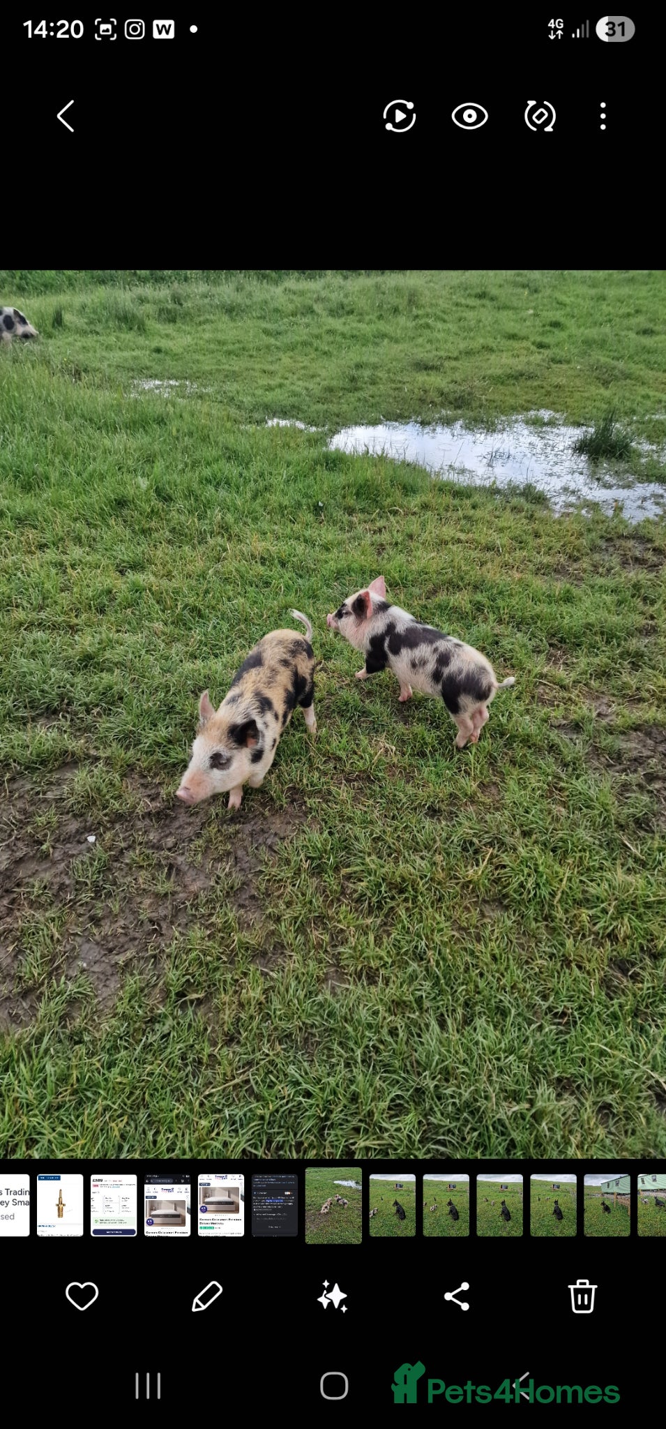 Pig livestock Super cute micro/mini and juliana pigs - Advert 1