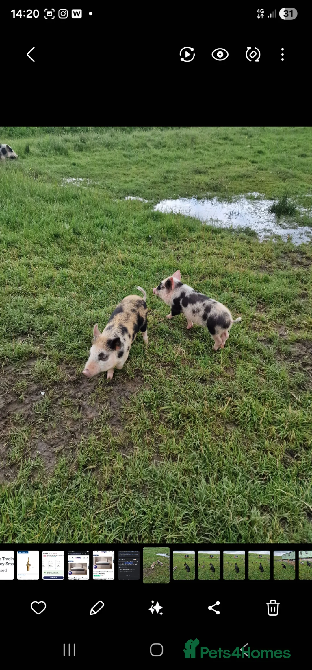 Pig livestock for sale: Super cute micro/mini and juliana pigs - Advert 1