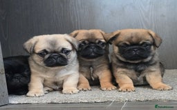 Mixed Breed dogs for sale: Pug x pekingese - Image 8