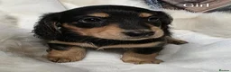 Miniature Dachshund dogs for sale: Miniature Dachshund Long Haired KC - Advert 4