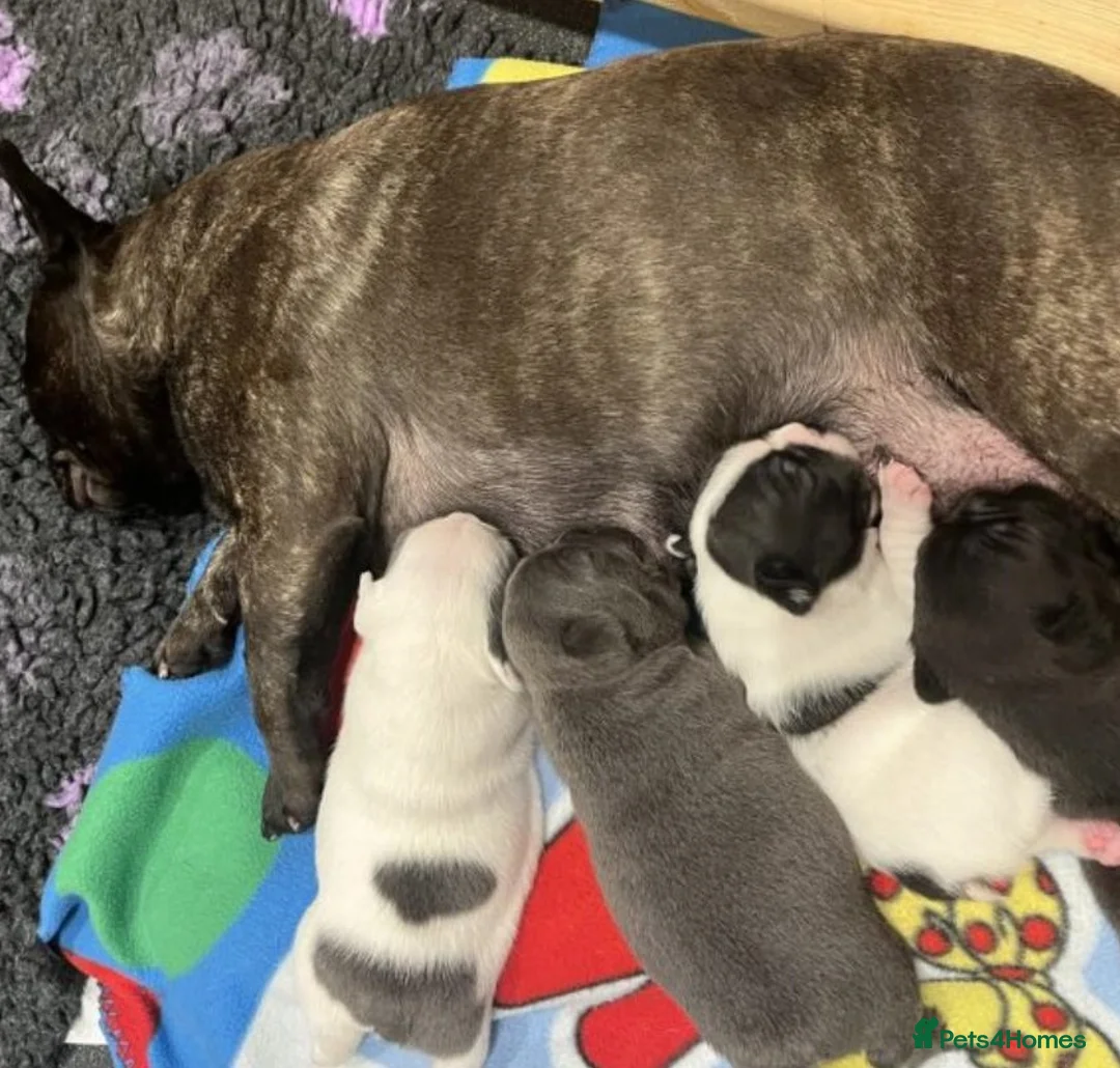French Bulldog dogs for sale: Confident Pure French Bulldog puppies for sale - Advert 1