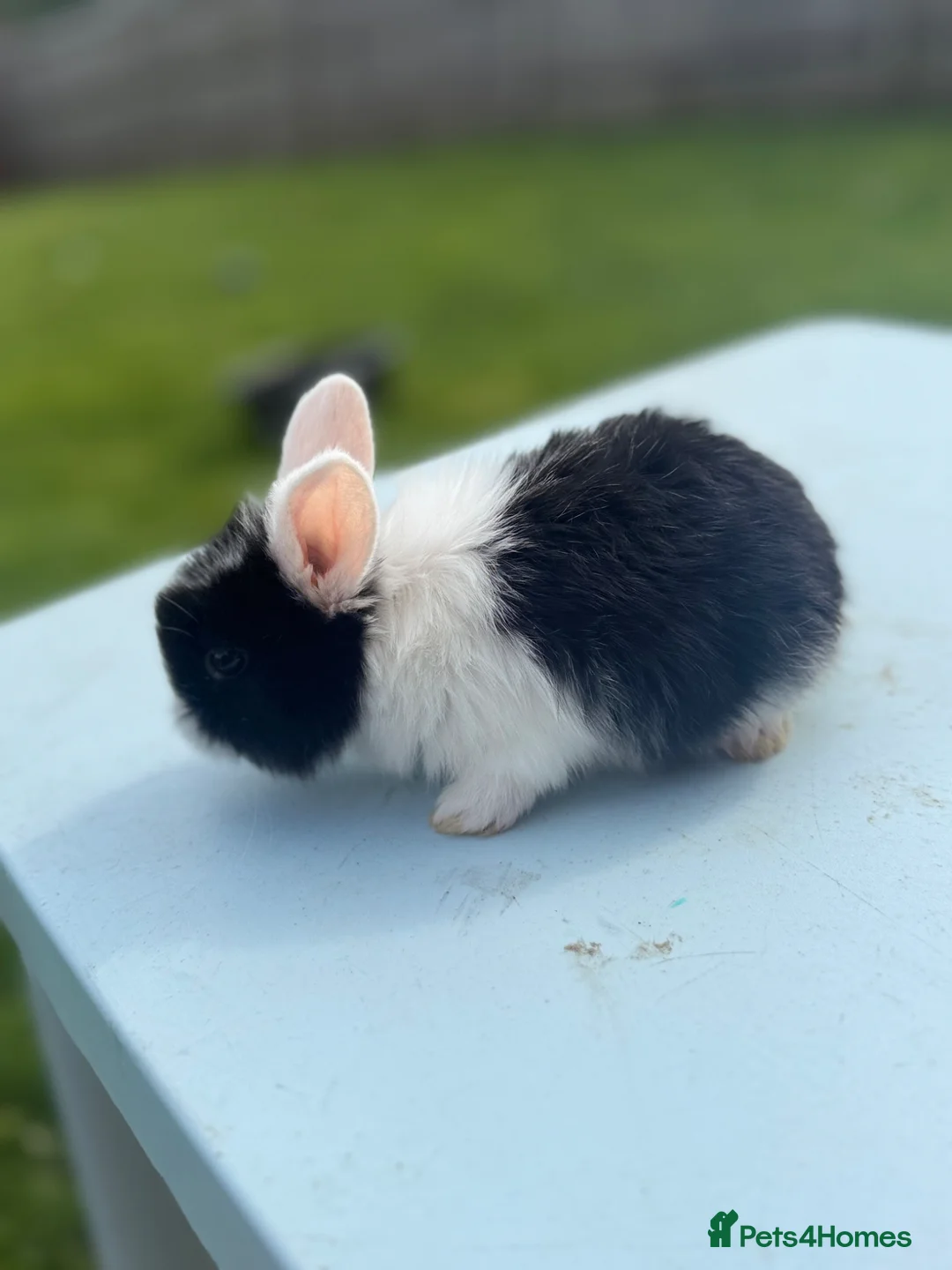 Mixed Breed rabbits for sale: Rabbits for sale  - Advert 5
