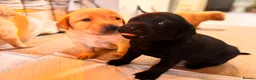Labrador Retriever dogs for sale: 🐾 Kc reg labrador puppies 🐾  in Beccles - Advert 14