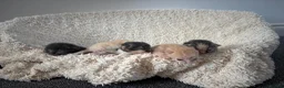 Siberian cats for sale: Beautiful Siberian Kittens-5 Boys-Hypoallergenic - Advert 13