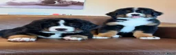 Mixed Breed dogs for sale: Labernese puppies for sale - Advert 4