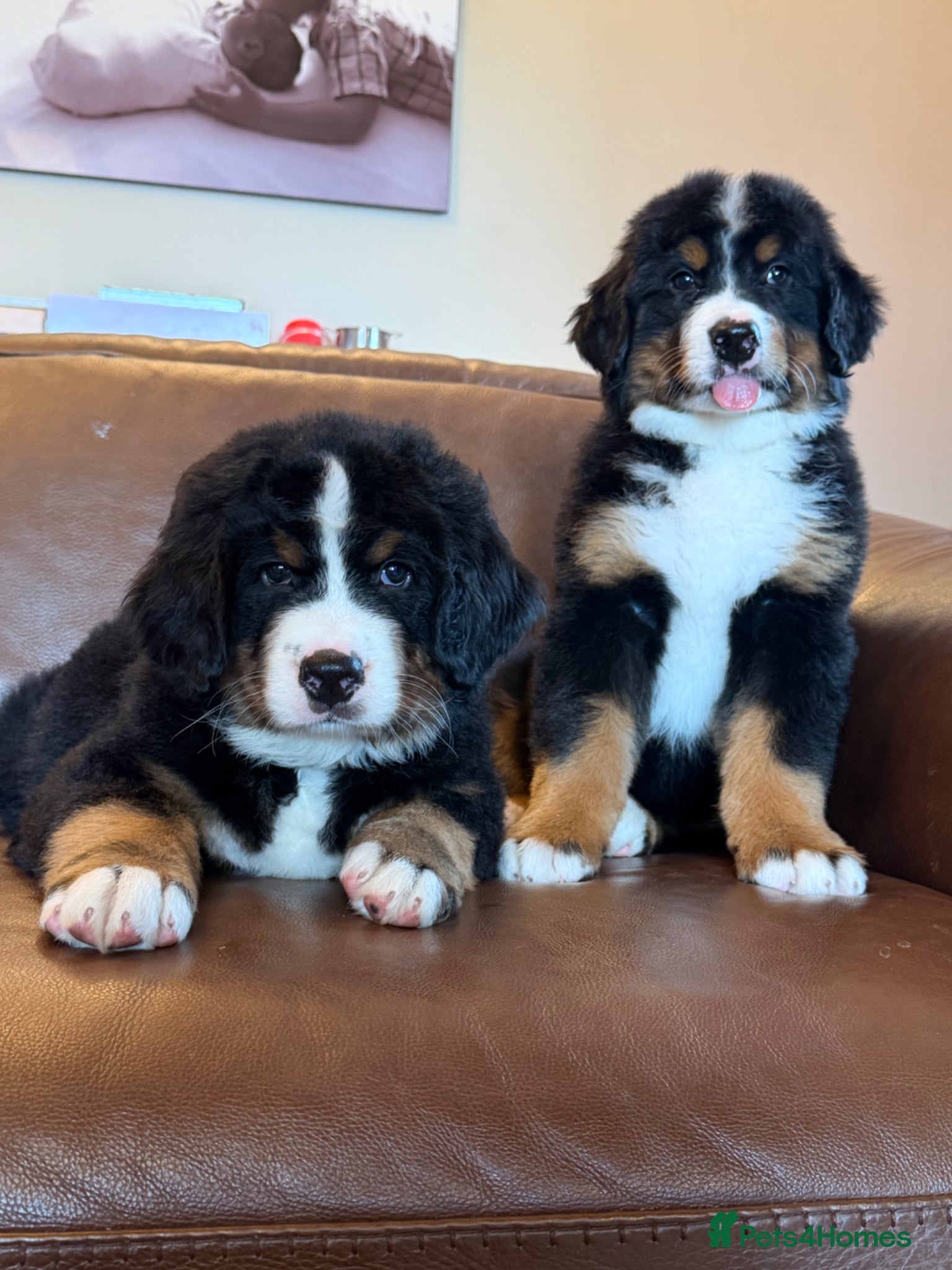Mixed Breed dogs Labernese puppies for sale - Advert 1