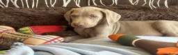 Weimaraner dogs for sale: 🐾Ready Now KC REG SILVER WEIMARANER PUPPIES 🐾 - Advert 21