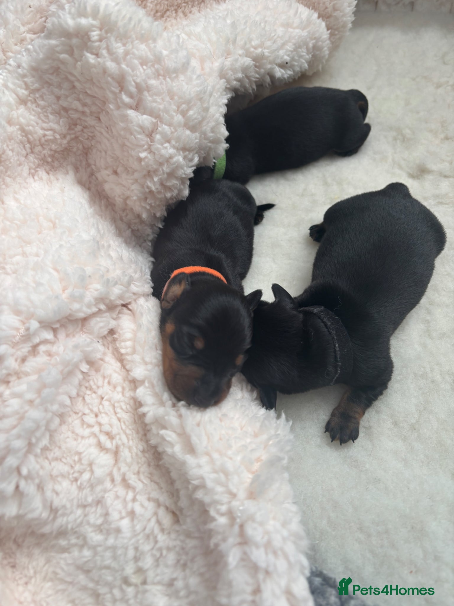 Dachshund dogs Talulahs and Theo’s 3 babies  - Advert 6