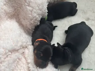Dachshund dogs Talulahs and Theo’s 3 babies - Advert 1