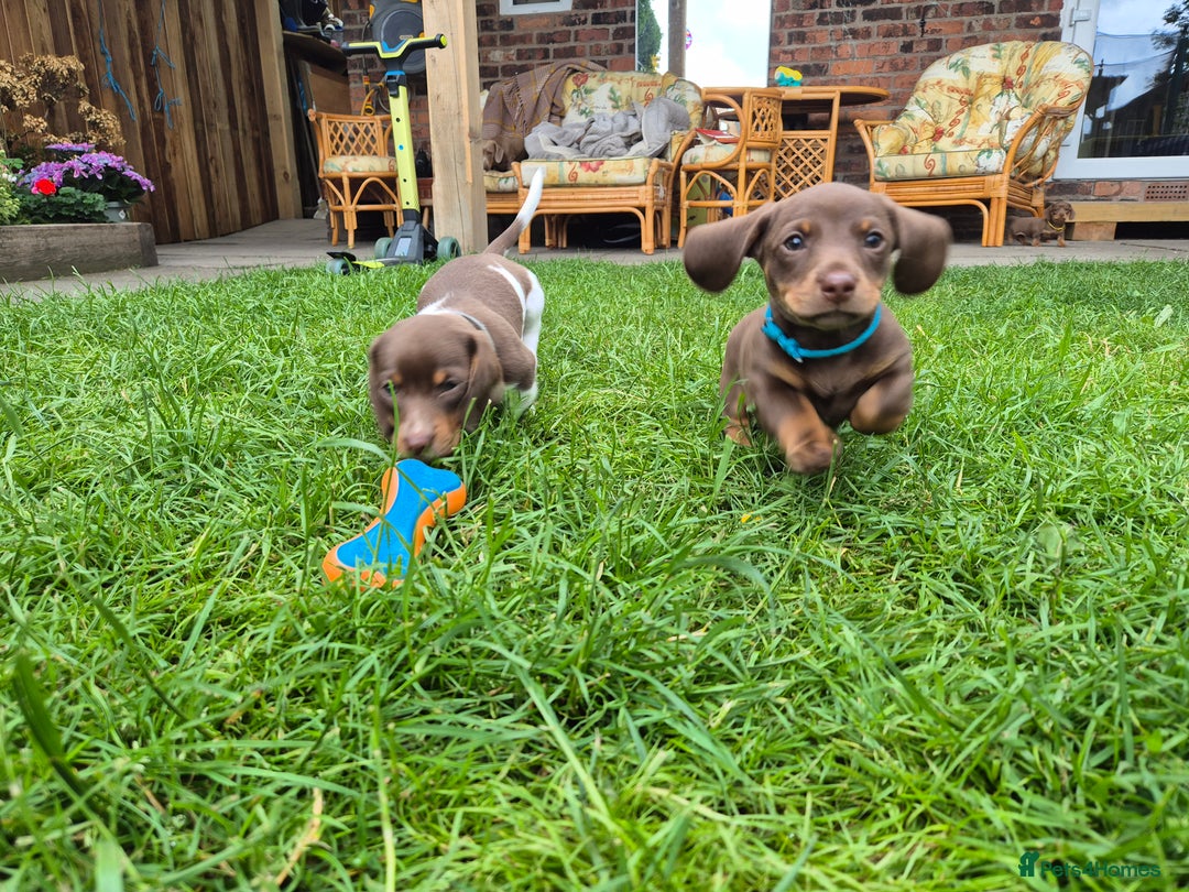 Miniature Dachshund dogs for sale: Miniature sausages Kc reg  in Wigan - Image 10