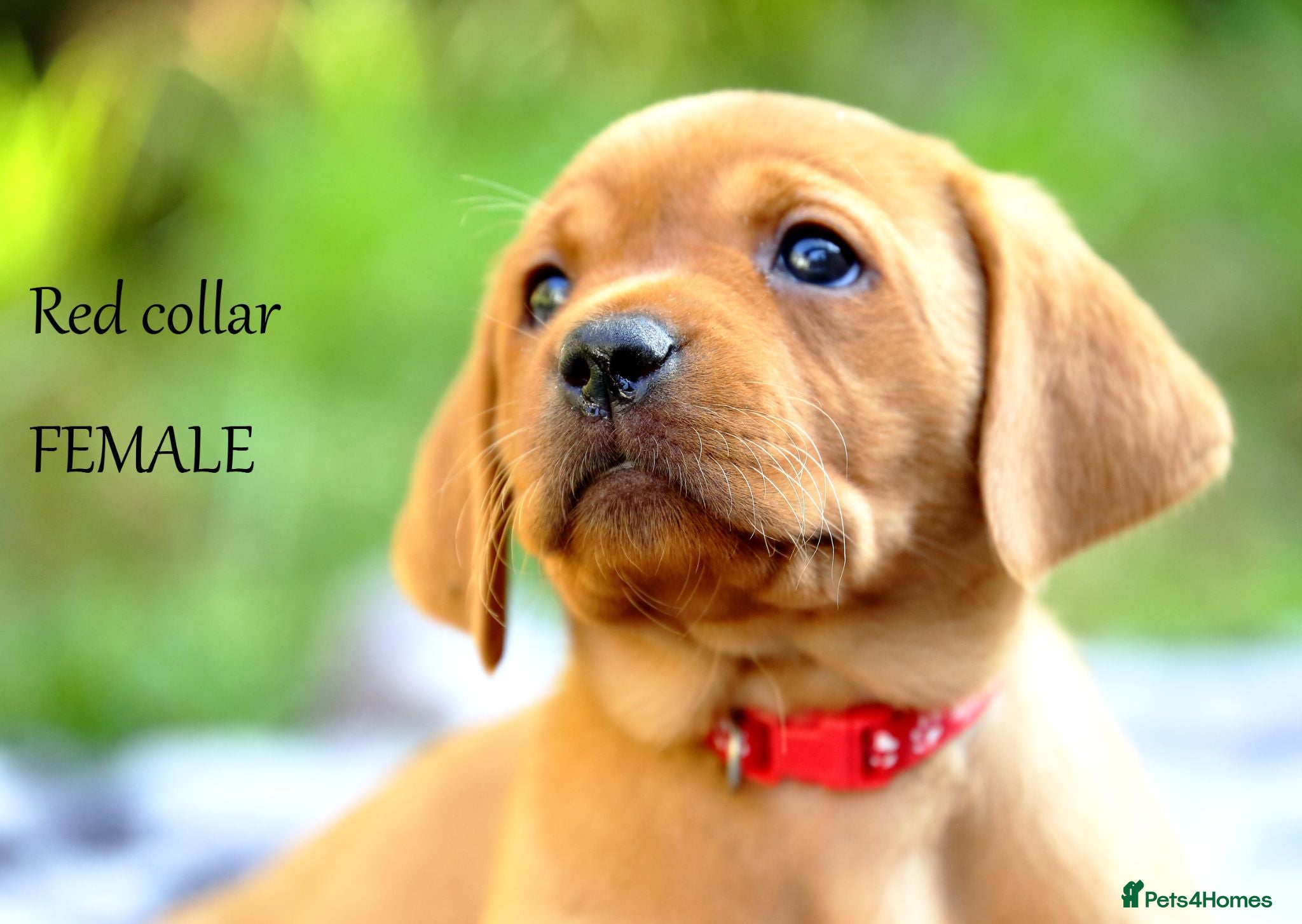 Labrador Retriever dogs Stunning chunky fox red & black labrador pups. - Advert 1