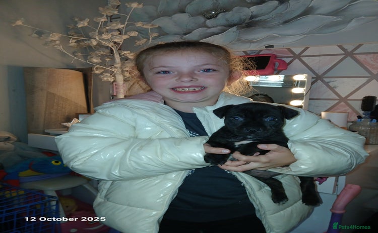 Staffordshire Bull Terrier dogs - Advert 2