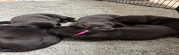 Labrador Retriever dogs for sale: KC-registered black Lab pups need forever home - Advert 7