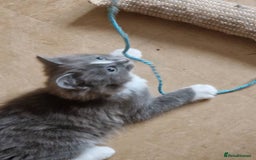 Mixed Breed cats for sale: absolutely beautiful grey female kitten  - Advert 4