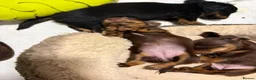 Miniature Dachshund dogs for sale: Miniature dachshund - Advert 20