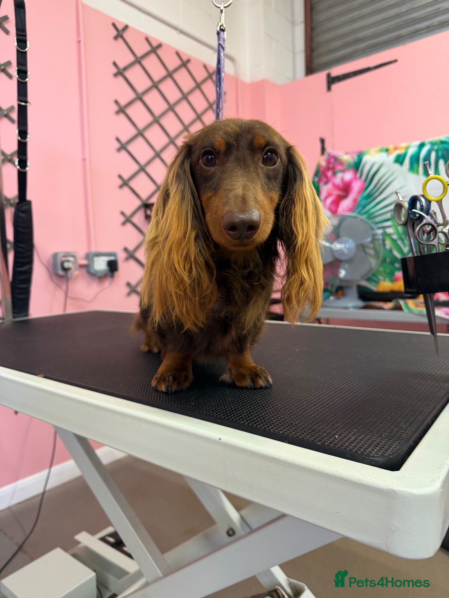 Miniature Dachshund dogs Miniature longhaired chocolate and tan stud - Advert 9