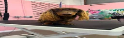 Miniature Dachshund dogs for stud: Miniature longhaired chocolate and tan stud - Advert 1