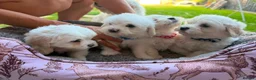 Mixed Breed dogs for sale: Bichon frise  in Bedford - Advert 21