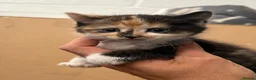 Mixed Breed cats for sale: Beautiful Fluffy Kittens - Advert 6
