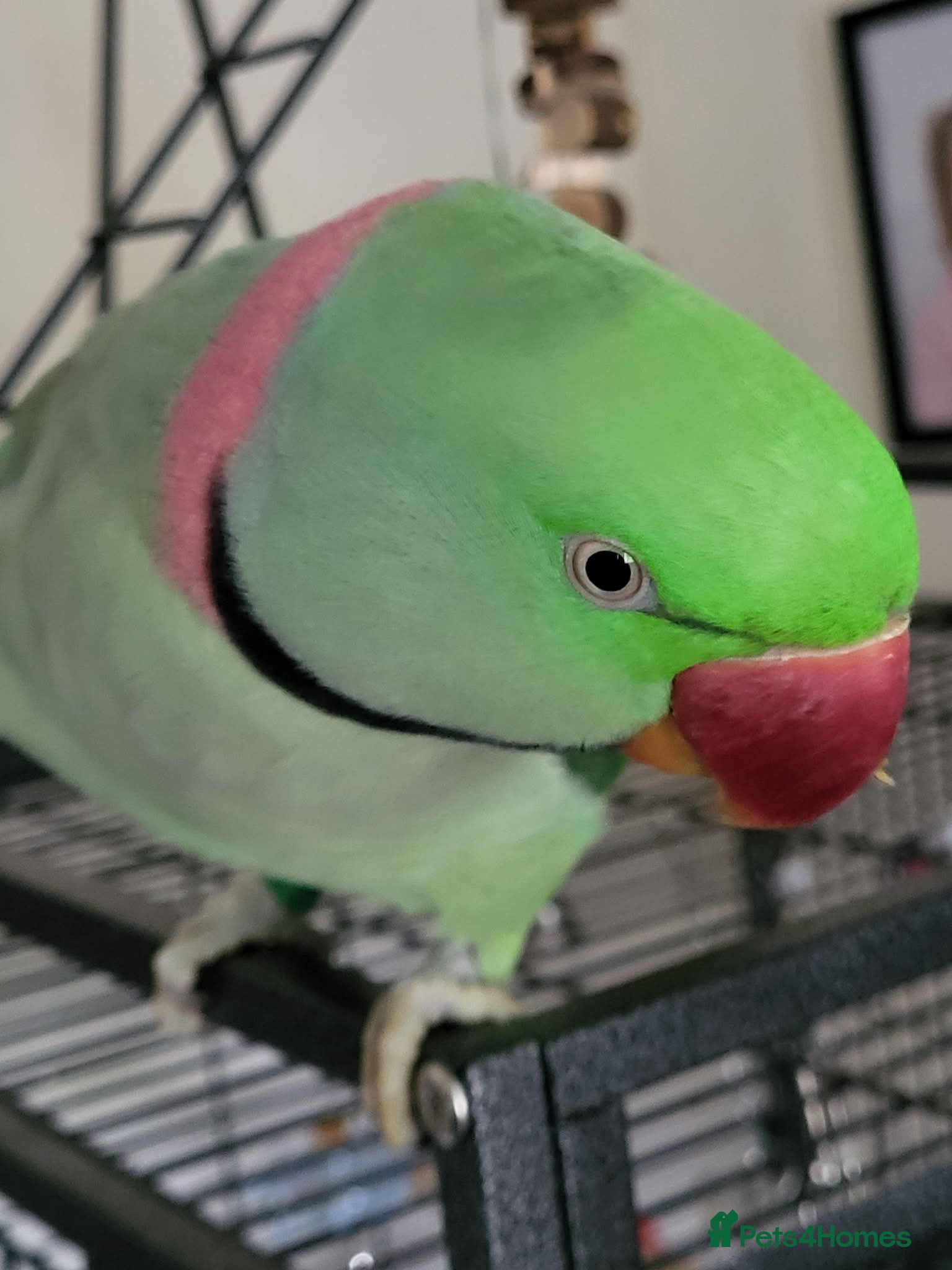 Parakeets birds Alexandrine boy .  - Advert 3