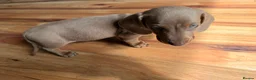 Miniature Dachshund dogs for sale: Miniature Dachshunds  - Advert 6