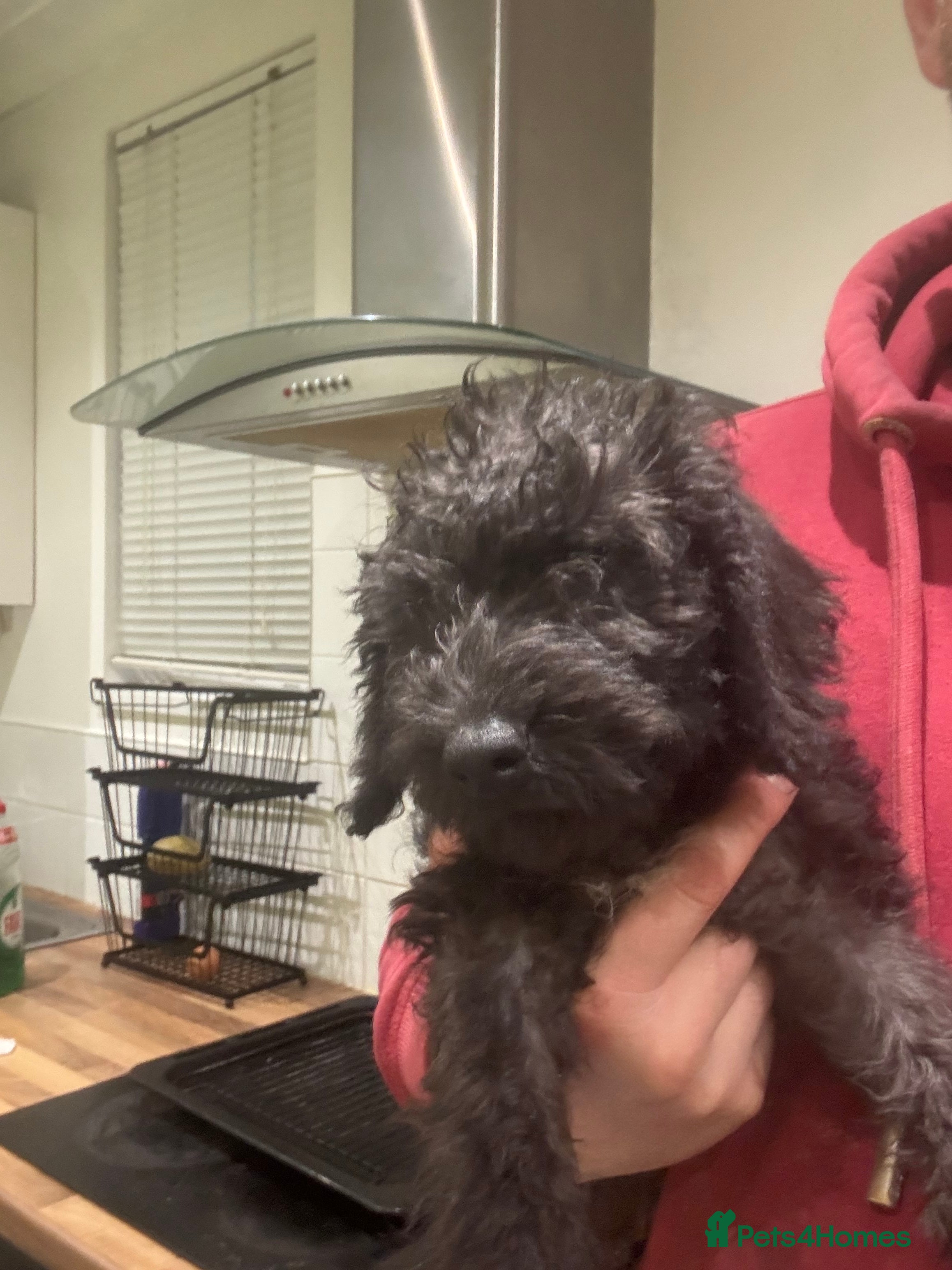 Bedlington Terrier dogs Bedlington terrier puppies  - Advert 6