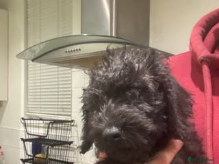 Bedlington Terrier dogs Bedlington terrier puppies - Advert 5