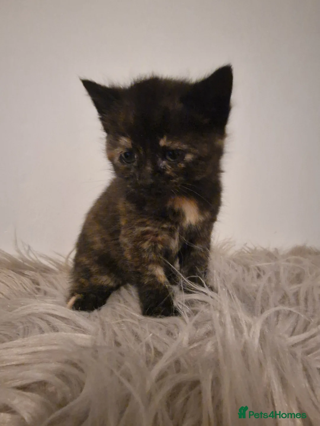 Mixed Breed cats for sale: Long haired kittens - Advert 11