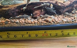 Catfish fish for sale: Common bristlenose plecos - Image 2