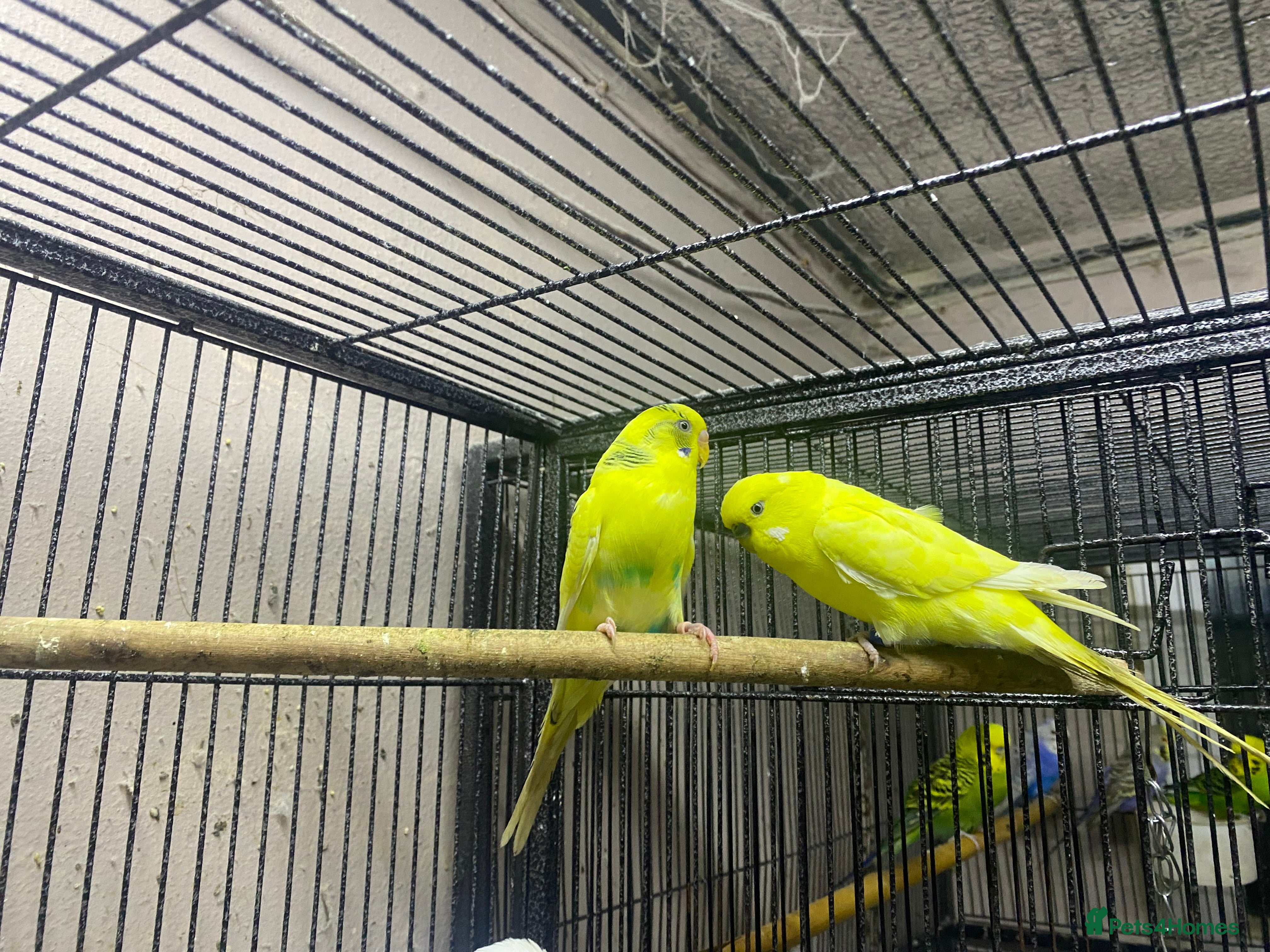 Budgerigars birds Young budgies for sale - Advert 5