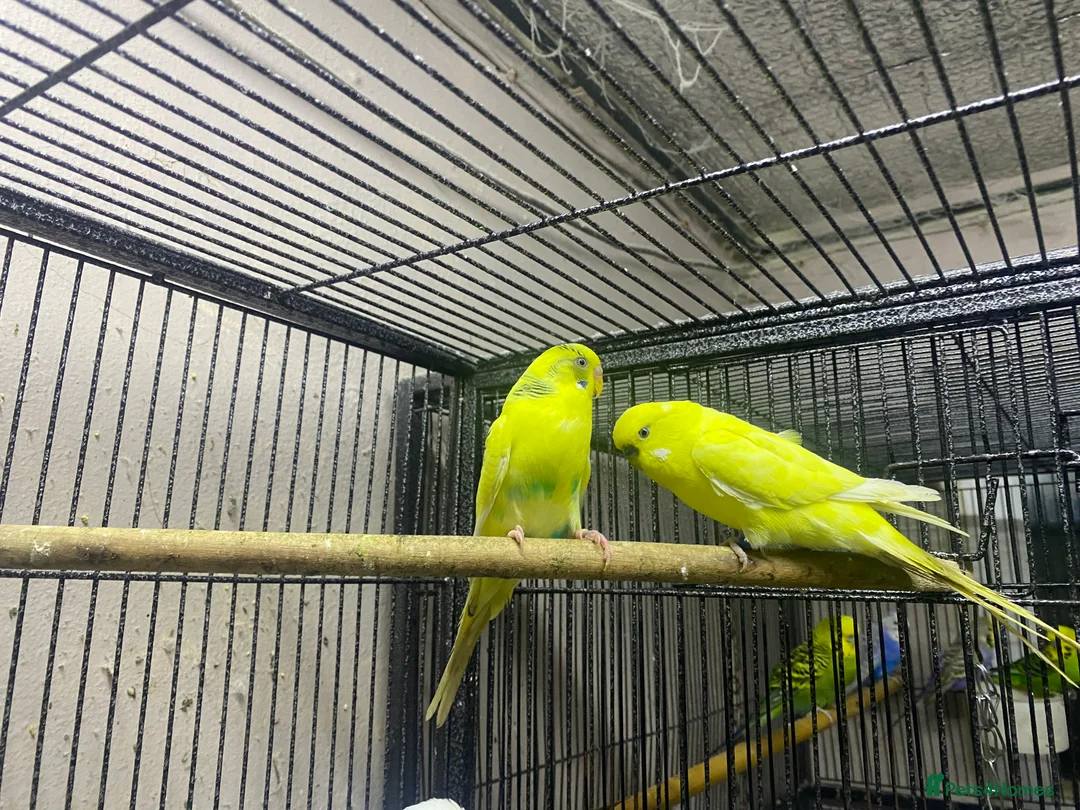 Budgerigars birds for sale: Young budgies for sale - Advert 1