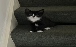 Mixed Breed cats for sale: Male black and white kitten  - Image 2