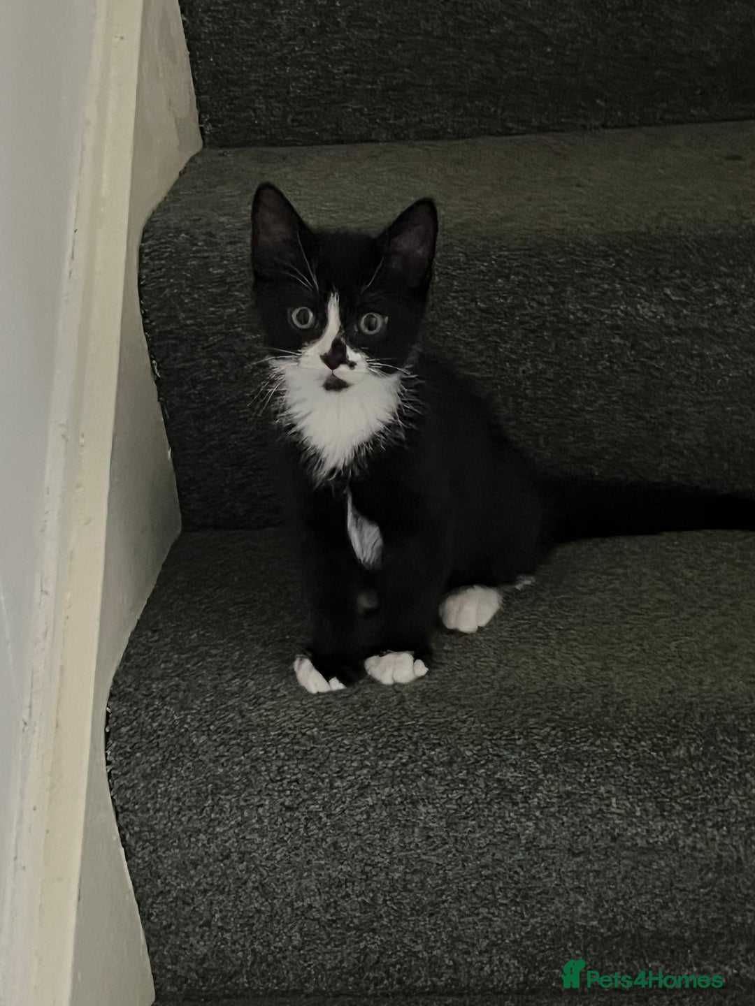 Mixed Breed cats for sale: Male black and white kitten  - Image 2