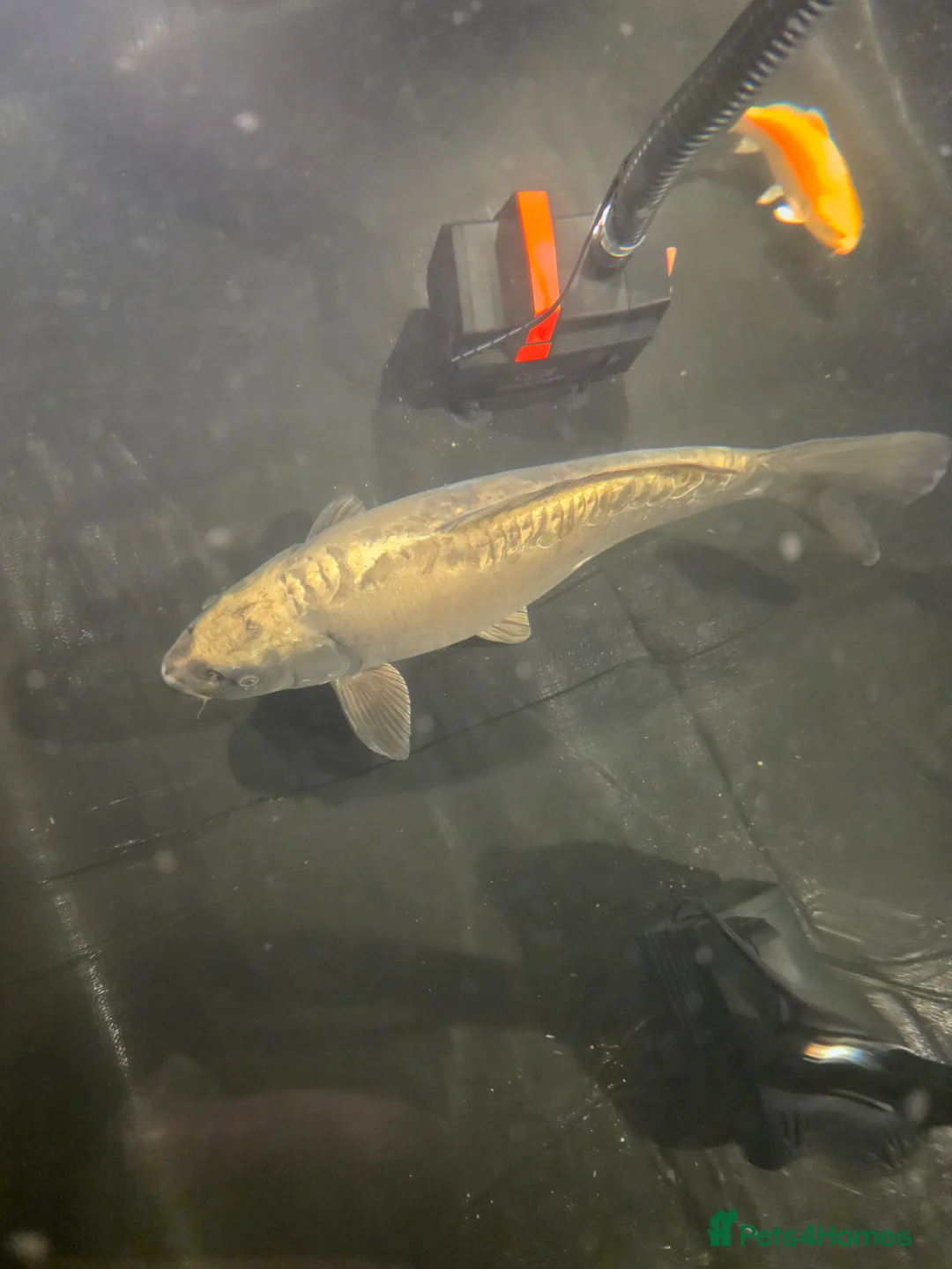 Koi Carp fish for sale: Large golden koi approx 24 26in open to offer  - Advert 2