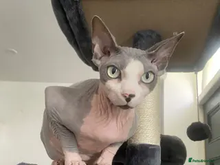 Sphynx cats 2 full breed sphynx - Advert 9