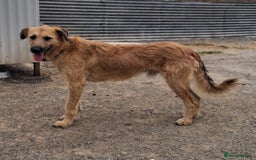 Mixed Breed dogs for adoption: Urgent 🚨 Can you please offer me a home 🏡  - Advert 7