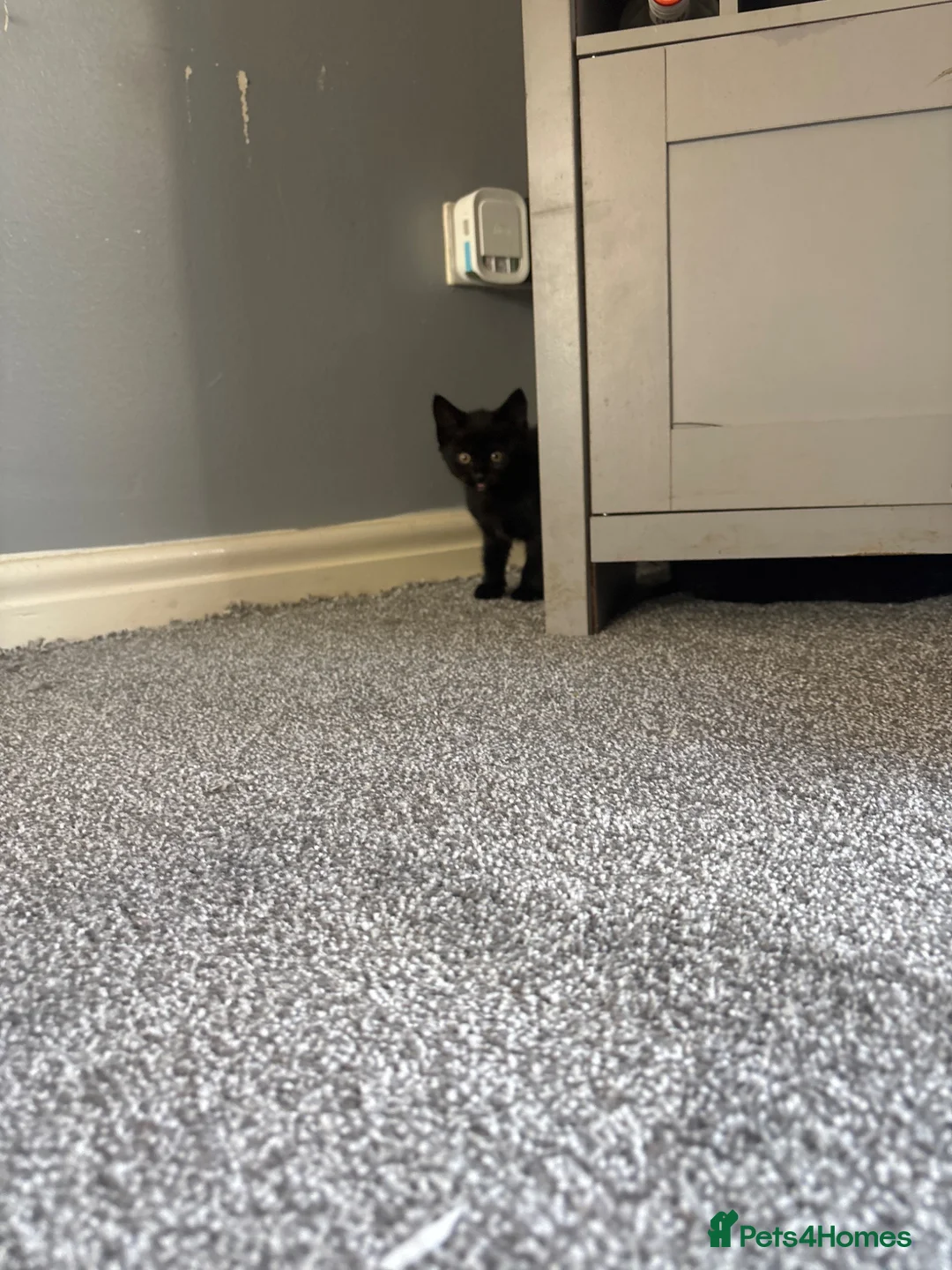 Mixed Breed cats for sale: Black female kittens  in Bedale - Advert 6