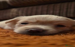Pomchi dogs for sale: Amazing little Pomchi Pups - Image 5