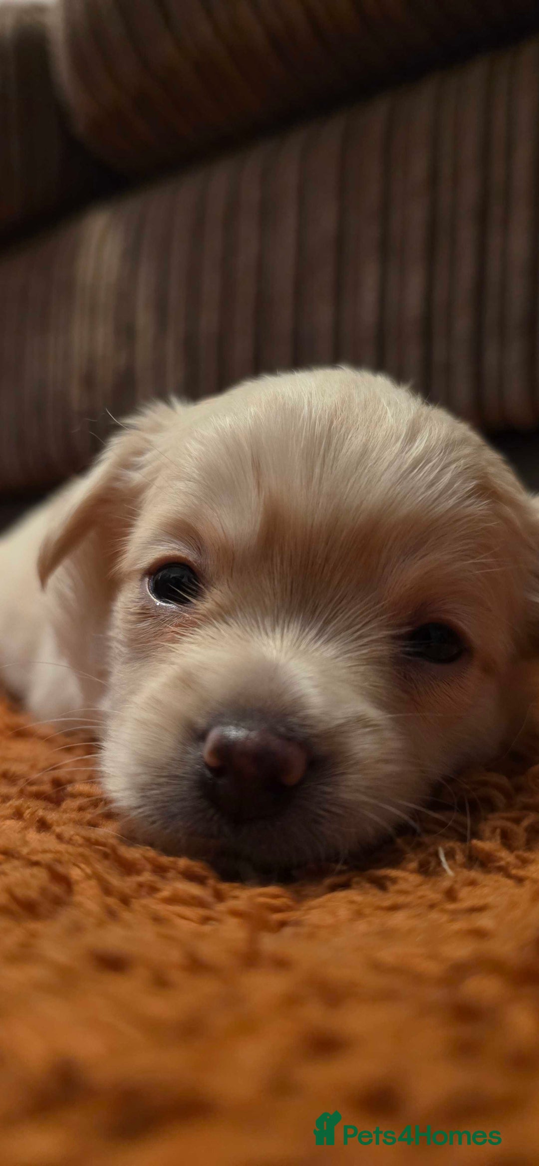 Pomchi dogs for sale: Amazing little Pomchi Pups - Image 5