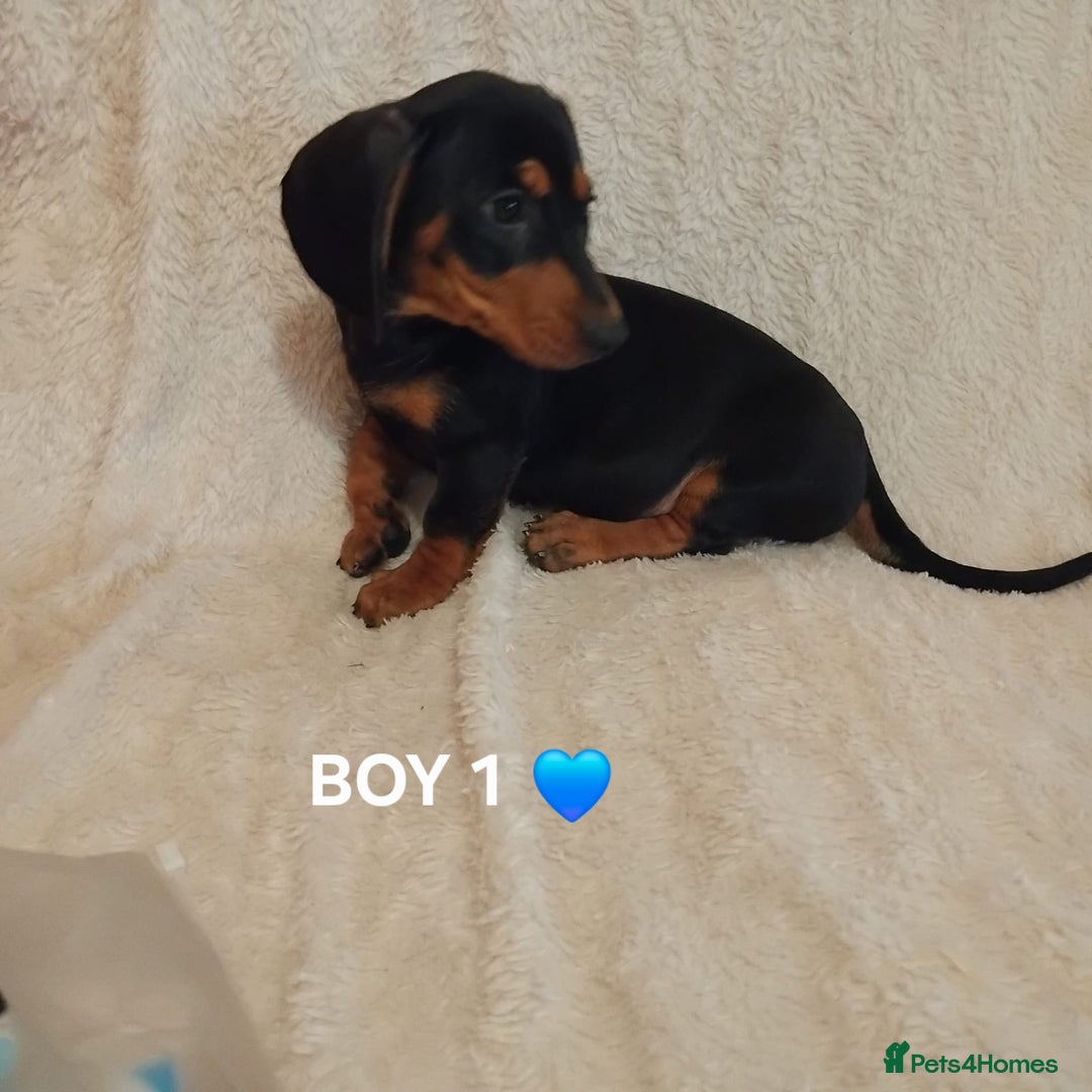 Dachshund dogs for sale: dachshund puppies for sale  - Image 6