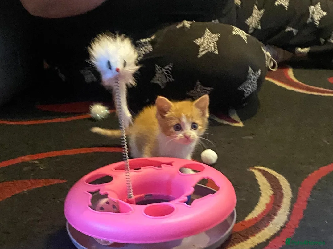 Mixed Breed cats for sale: 2 Beautiful Kittens - Advert 13
