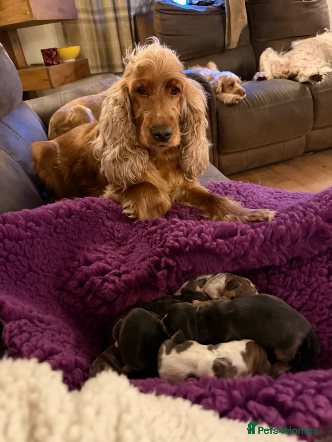 Cocker Spaniel dogs for sale: SHOW TYPE COCKER SPANIELS - Advert 1