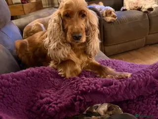 Cocker Spaniel dogs SHOW TYPE COCKER SPANIELS - Advert 4