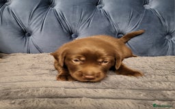 Labrador Retriever dogs for sale: 3 beautiful labrador puppies - Image 9