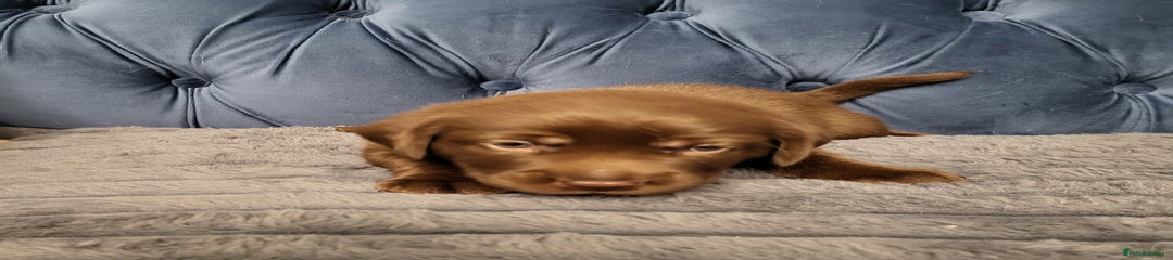 Labrador Retriever Puppy 1