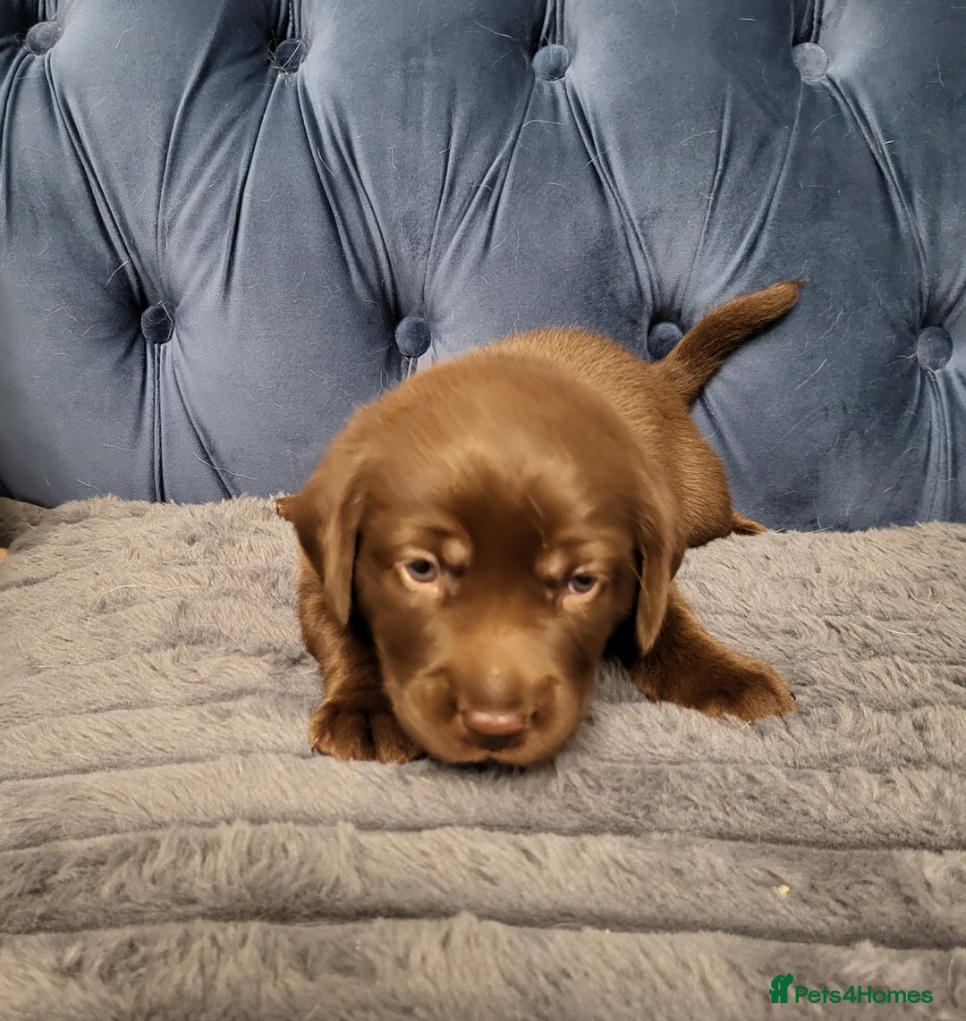 Labrador Retriever dogs for sale: 3 beautiful labrador puppies - Image 9