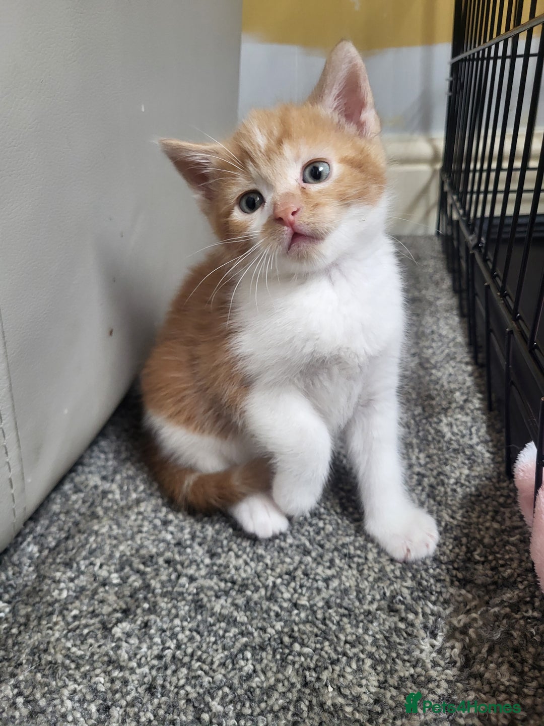 Mixed Breed cats for sale: 4 kittens  in Barnsley - Image 8