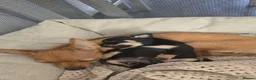 Russian Toy Terrier dogs for sale: Rare black russian toy. - Advert 3